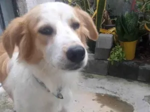 Cachorro raça SRD-ViraLata idade 2 a 6 meses nome Amigão 