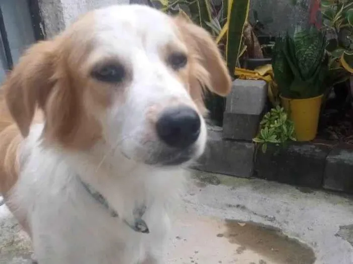 Cachorro ra a SRD-ViraLata idade 2 a 6 meses nome Amigão 