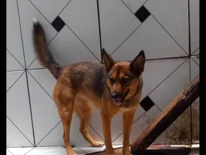 Cachorro raça SRD-ViraLata idade 3 anos nome Raniele 