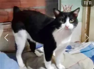 Gato raça SRD-ViraLata idade 7 a 11 meses nome Rabinho lindo e bonzinho 