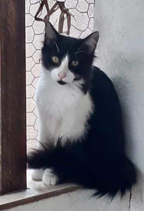 Gato ra a SRD-ViraLata idade 7 a 11 meses nome Jade bb11meses pelo longo