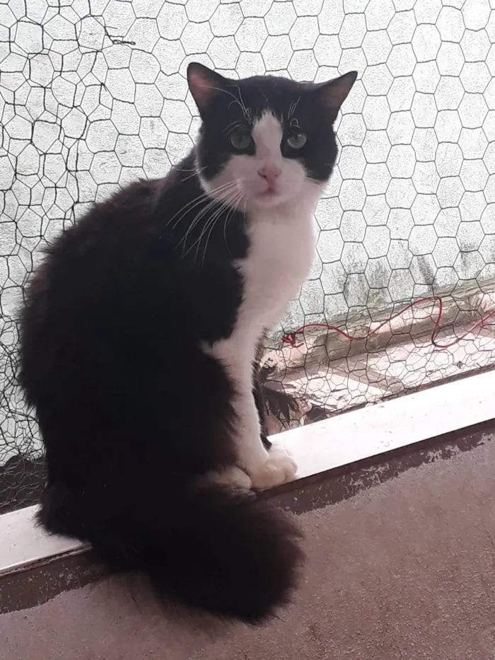 Gato ra a SRD-ViraLata idade 1 ano nome Bolachão pelo longo lindo 