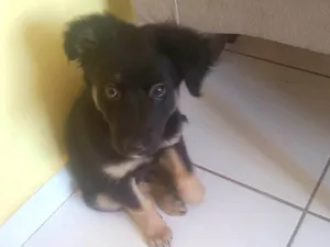 Cachorro raça Pastor Alemão idade 2 a 6 meses nome Spike 