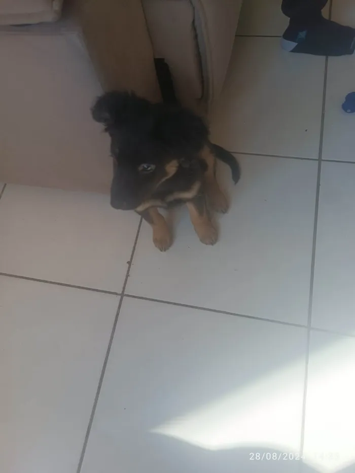 Cachorro ra a Pastor Alemão idade 2 a 6 meses nome Spike 