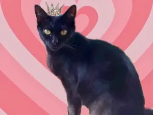 Gato raça SRD-ViraLata idade 1 ano nome Peta Linda e amorosa