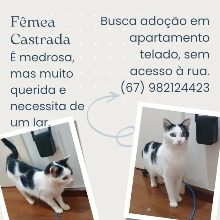 Gato ra a SRD-ViraLata idade 1 ano nome Pérola