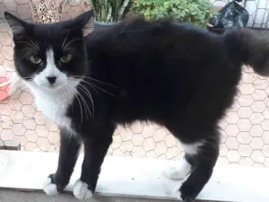 Gato raça SRD-ViraLata idade 1 ano nome Cotoco pelo longo lindo 