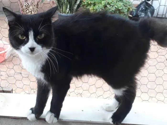 Gato ra a SRD-ViraLata idade 1 ano nome Cotoco pelo longo lindo 