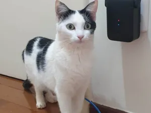 Gato raça SRD-ViraLata idade 1 ano nome Pérola