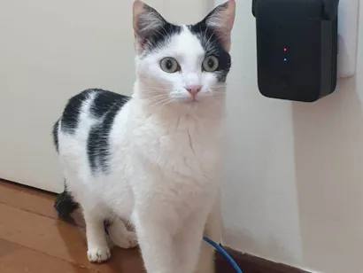 Gato raça SRD-ViraLata idade 1 ano nome Pérola