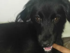 Cachorro raça SRD-ViraLata idade 1 ano nome Moreno 