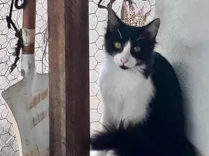 Gato raça SRD-ViraLata idade 7 a 11 meses nome Jade bb11meses pelo longo