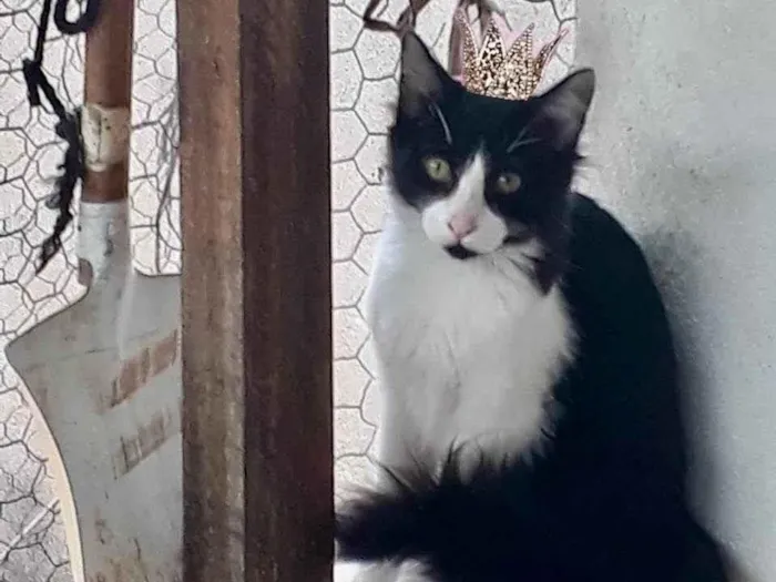 Gato ra a SRD-ViraLata idade 7 a 11 meses nome Jade bb11meses pelo longo