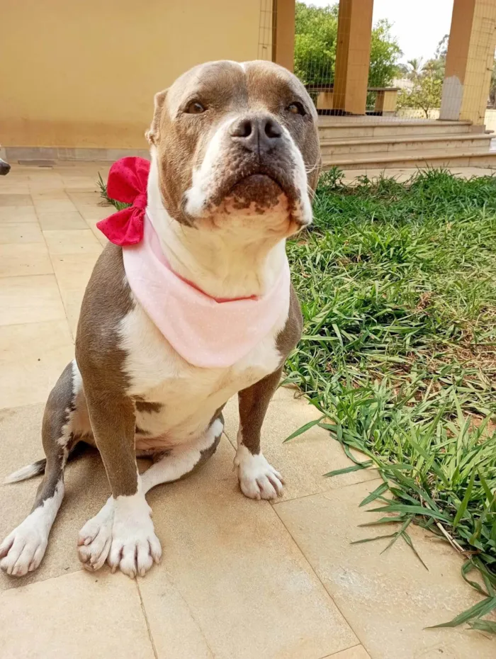 Cachorro ra a Pit-Bull idade 2 anos nome Peppa