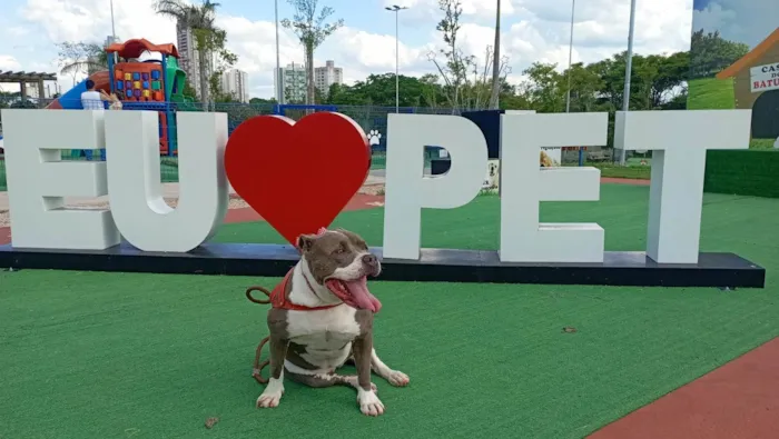 Cachorro ra a Pit-Bull idade 2 anos nome Peppa