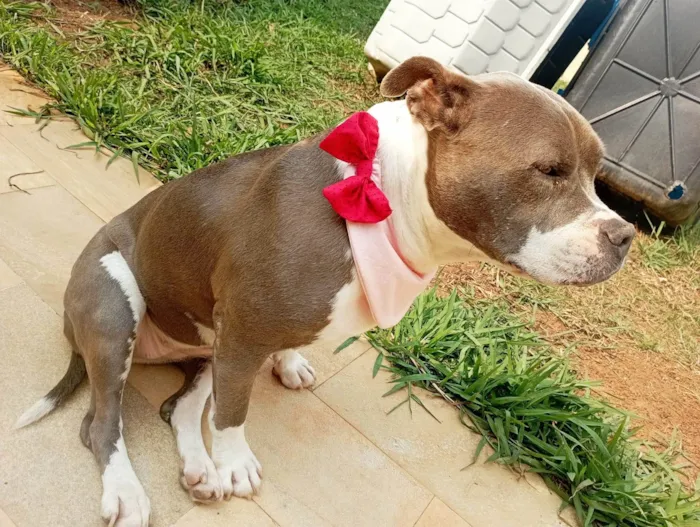 Cachorro ra a Pit-Bull idade 2 anos nome Peppa