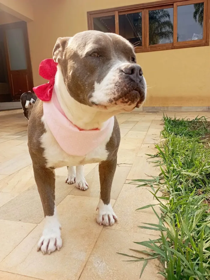 Cachorro ra a Pit-Bull idade 2 anos nome Peppa