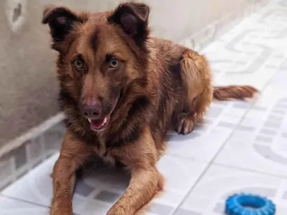 Cachorro raça SRD-ViraLata idade 3 anos nome Kenai 