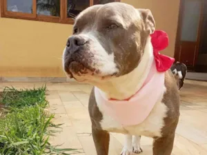 Cachorro raça Pit-Bull idade 2 anos nome Peppa