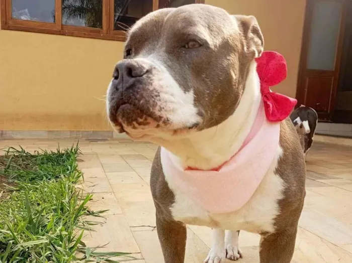 Cachorro ra a Pit-Bull idade 2 anos nome Peppa