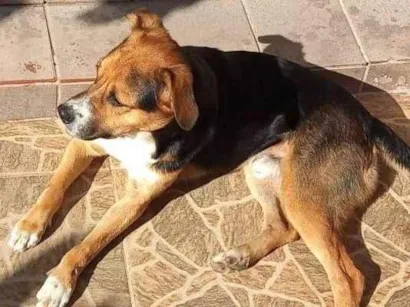 Cachorro raça SRD-ViraLata idade 4 anos nome Scooby 