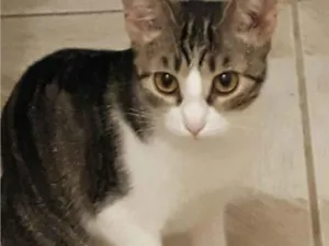 Gato raça SRD-ViraLata idade 6 ou mais anos nome Dora