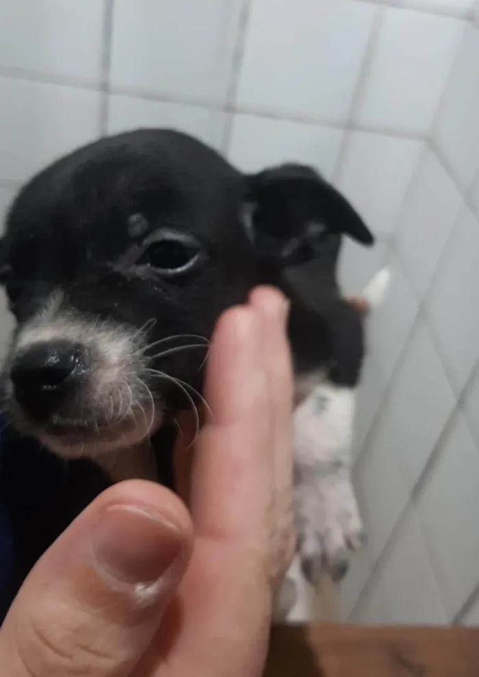 Cachorro ra a SRD-ViraLata idade 2 a 6 meses nome Não tem nome ainda 