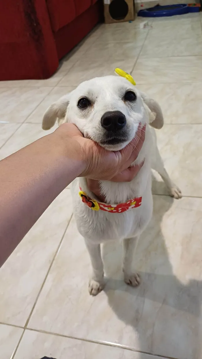 Cachorro ra a SRD-ViraLata idade 2 anos nome Princesa