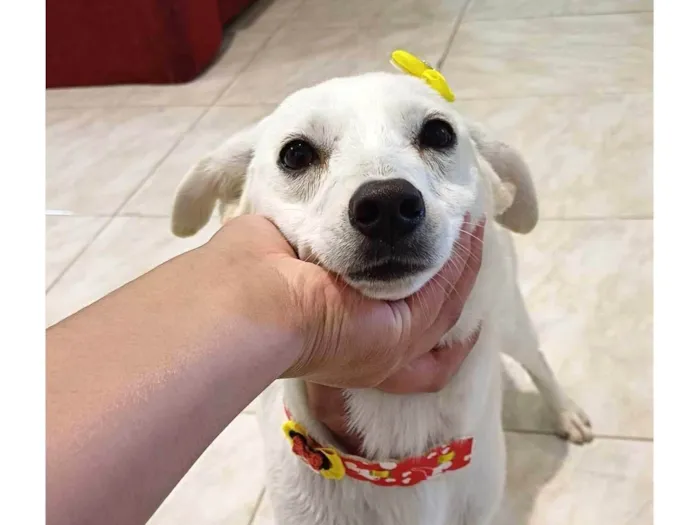 Cachorro ra a SRD-ViraLata idade 2 anos nome Princesa