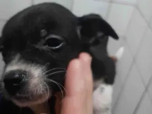 Cachorro raça SRD-ViraLata idade 2 a 6 meses nome Não tem nome ainda 