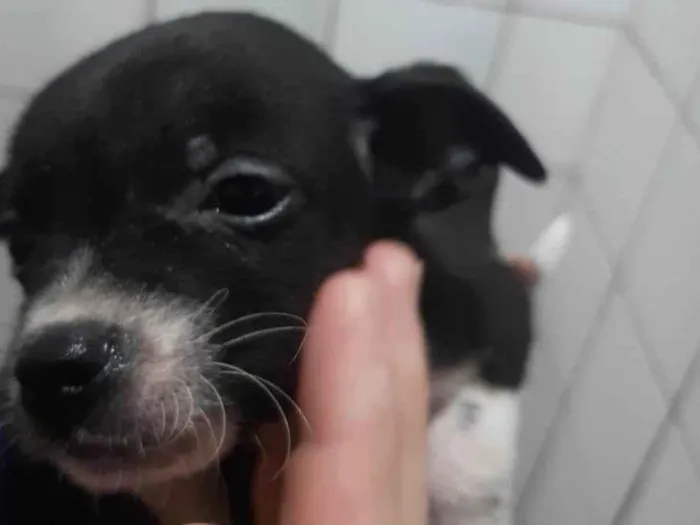 Cachorro ra a SRD-ViraLata idade 2 a 6 meses nome Não tem nome ainda 