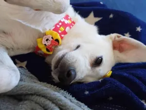 Cachorro raça SRD-ViraLata idade 2 anos nome Princesa