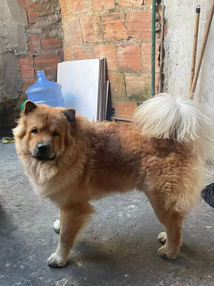 Cachorro ra a Chow Chow idade 7 a 11 meses nome Marley 