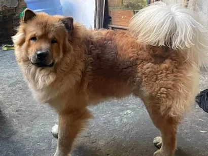 Cachorro raça Chow Chow idade 7 a 11 meses nome Marley 