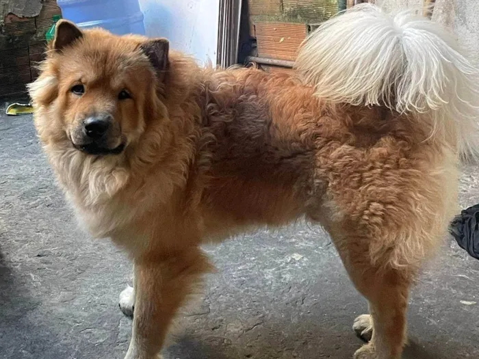 Cachorro ra a Chow Chow idade 7 a 11 meses nome Marley 