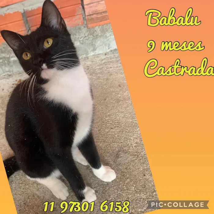 Gato ra a SRD-ViraLata idade 7 a 11 meses nome Babalu