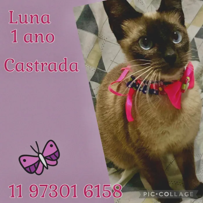 Gato ra a SRD-ViraLata idade 1 ano nome Luna