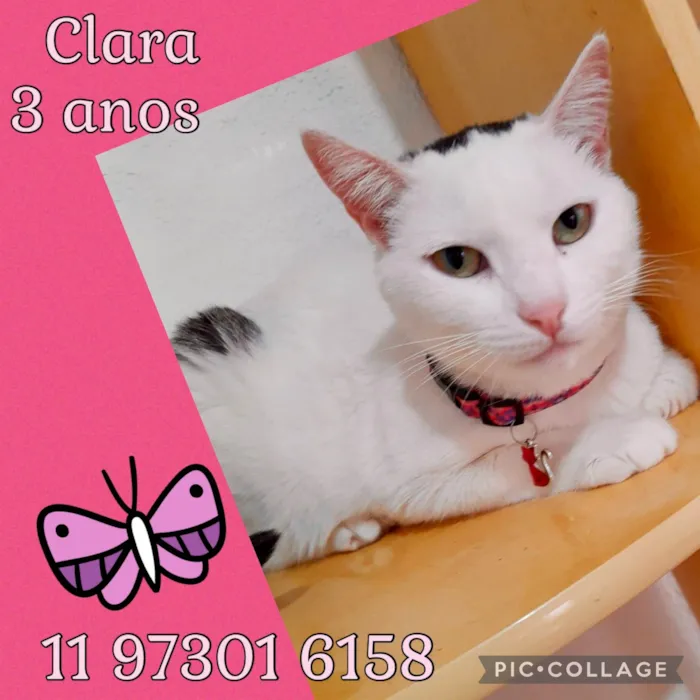 Gato ra a SRD-ViraLata idade 3 anos nome Clara