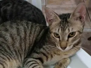 Gato raça SRD-ViraLata idade 2 a 6 meses nome LUISINHO