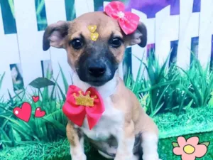 Cachorro raça SRD-ViraLata idade 2 a 6 meses nome princesa Ariel