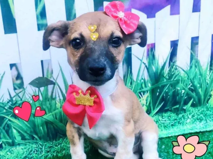 Cachorro ra a SRD-ViraLata idade 2 a 6 meses nome princesa Ariel