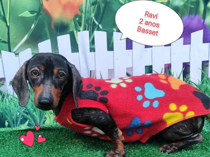 Cachorro ra a Basset-Cofap idade 2 anos nome Ravi