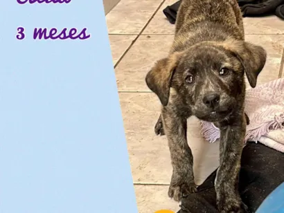 Cachorro raça SRD-ViraLata idade 2 a 6 meses nome Átila 