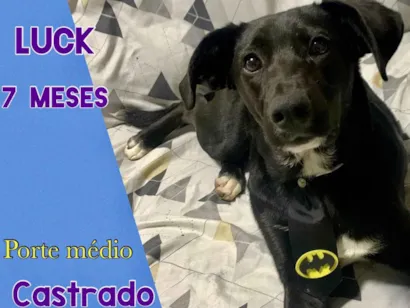 Cachorro raça SRD-ViraLata idade 7 a 11 meses nome Luck