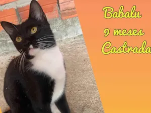 Gato raça SRD-ViraLata idade 7 a 11 meses nome Babalu