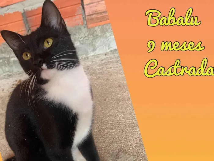 Gato ra a SRD-ViraLata idade 7 a 11 meses nome Babalu