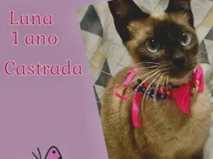 Gato raça SRD-ViraLata idade 1 ano nome Luna