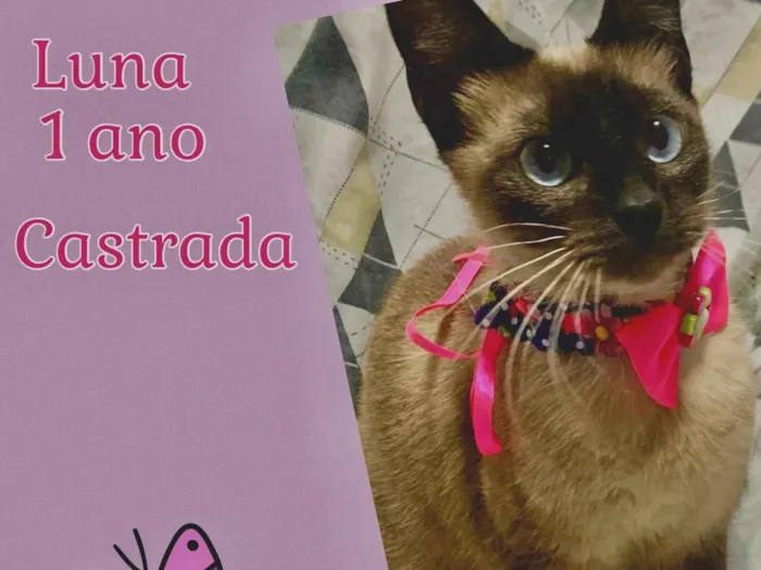 Gato ra a SRD-ViraLata idade 1 ano nome Luna