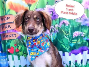 Cachorro raça SRD-ViraLata idade 1 ano nome Rafael