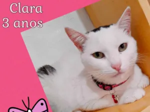 Gato raça SRD-ViraLata idade 3 anos nome Clara